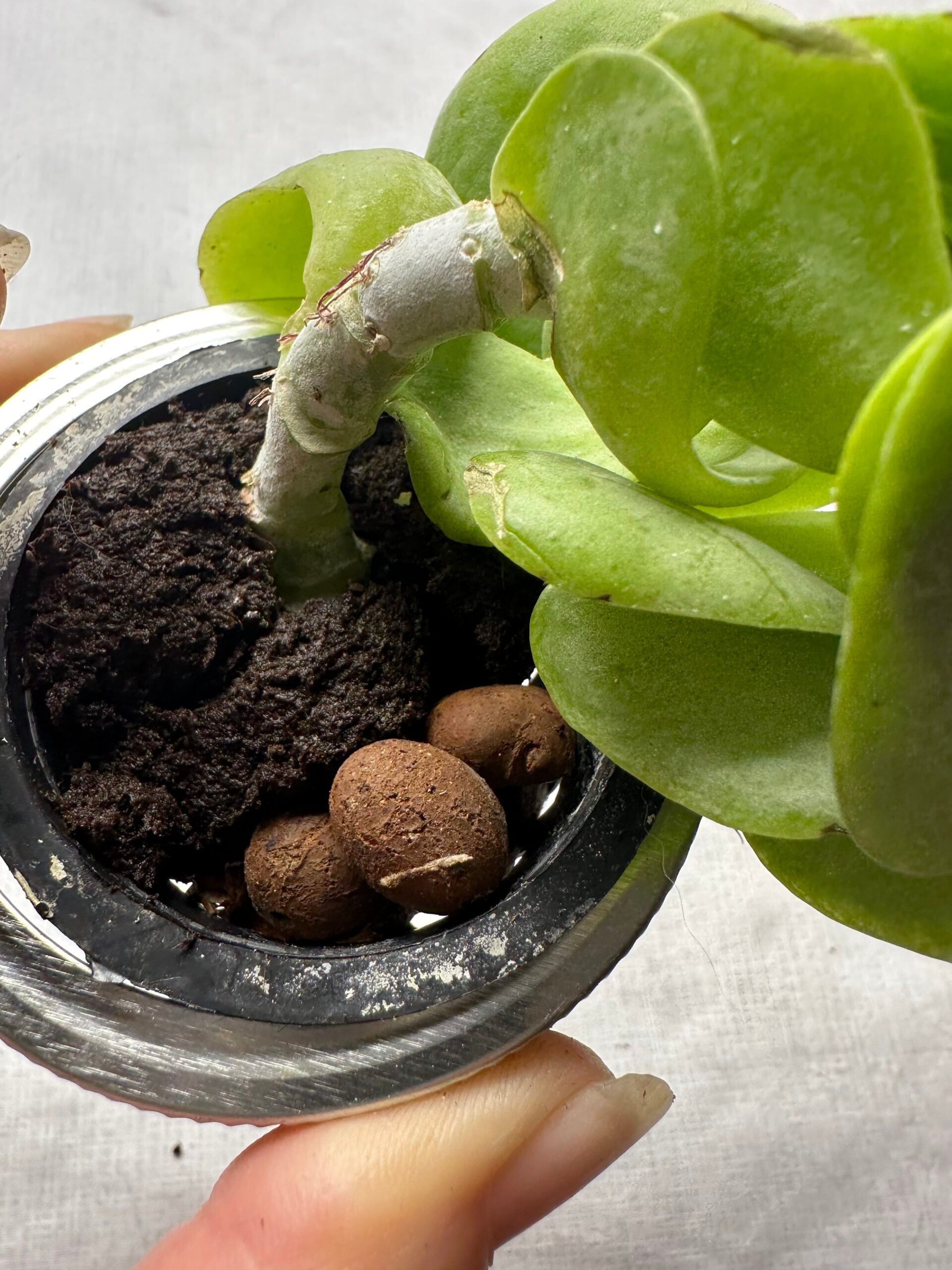 Plant cutting growing in Exotowers hydroponic propagation kit with grow plug and clay pebbles